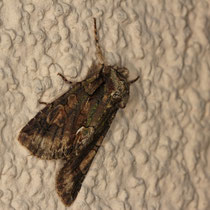 Weissdorneule_Allophyes oxyacanthae