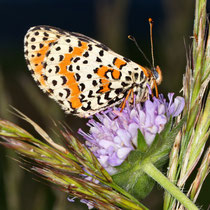 Roter Scheckenfalter_ Melitaea didyma
