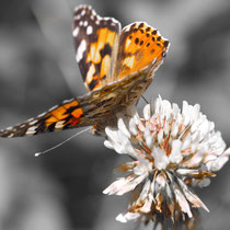 Distelfalter Vanessa cardui