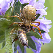 Braune Krabbenspinne Xysticus cristatus