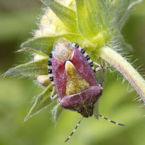 Beerenwanze Dolycoris baccarum