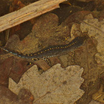 Bergmolch Ichthyosaura alpestri