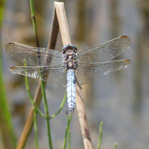 Südlicher Blaupfeil Orthetrum brunneum
