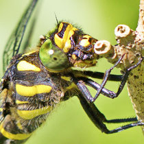 Gestreifte Quelljungfer Cordulegaster bidendata