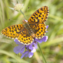 Magerrasen-Perlmutterfalter Boloria dia