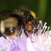 Hummeln Bombus sp