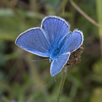 Himmelbleauer Bläuling Lysandra bellargus