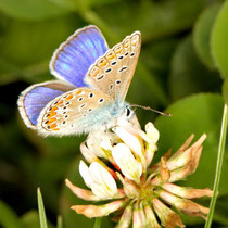 Hauhechel Bläuling Polymatus icarus