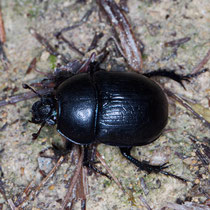 Waldmistkäfer  Anoplotrupes stecorosus