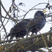 Star Sturnus sturnus
