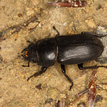 Balkenschröter Dorcus parallelipipedes