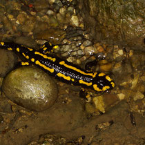 Feuersalamander Salamandra salamandra