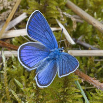 Rotklee-Bläuling_Cyaniris semiargus