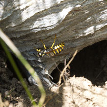 Waldwespe Dolichovespula sylvestris