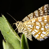 Klee-Gitterspanner (Chiasmia clathrata)