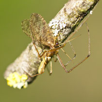 Gemeine Streckerspinne Tetragnata extensa