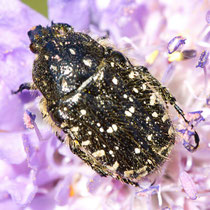 Traerrosenkäfer Oxythyrea funesta