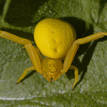 Veränderliche Krabbenspinne Misumea vatia