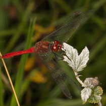 Blutrote Heidelibelle Sympetrum sanguineum