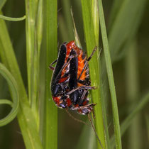 Cantharis russtica