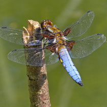 Plattbauch lLibellula depressa