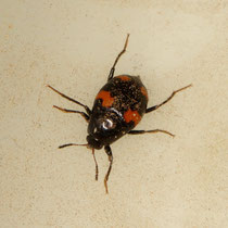 Scaphidium quadrimaculatum