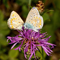 Hauhechel Bläuling Polymatus icarus