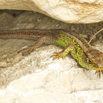 Zauneidechse Lacerta agilis