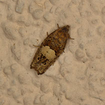 Epiblema scutulana