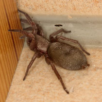 Gnaphosa lucifuga
