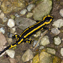Feuersalamander Salamandra salamandra