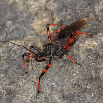 Geringelte Mordwanze Rhynocoris annulatus