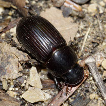 Rotfüssiger Dungkäfer Aphodius rufipes