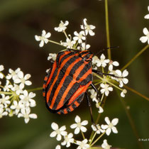 Streifenwanze Graphosoma italicum