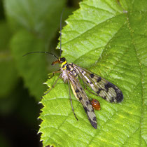 Skorpionsfliege Panorpa communis