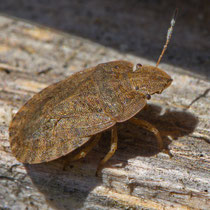 Sciocoris microphthalmus