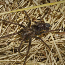 Grosse Winkelspinne Eratigena atrica