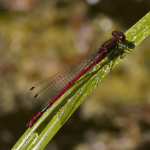 Frühe Adonislibelle Phyrrhosoma nymphula