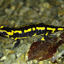 Feuersalamander Salamandra salamandra