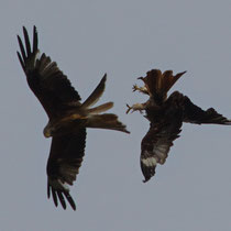 Rotmilan Milvus milvus