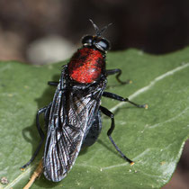 Clitellaria ephippium