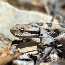 Juraviper Vipera aspis