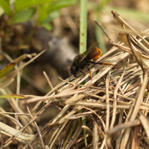 Zweifarbige Schneckenhausbiene Osmia bicolor