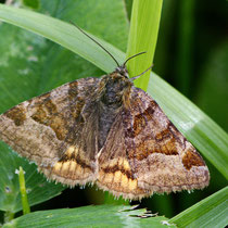 Braune Tageule Euclidia glyphica