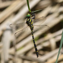 Gestreifte Quelljungfer Cordulegaster bidendata