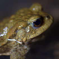 Erdkröte Bufo bufo