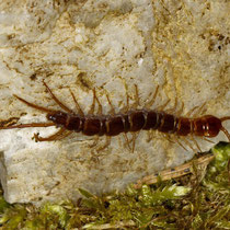 Steinkriecher Lithobius forcicatus