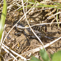 Feldgrille Gryllus campestris