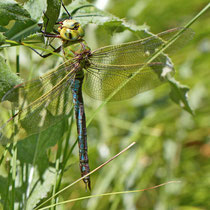 Grosse Königslibelle Anax imperator