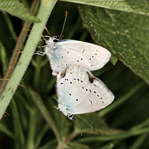 Rotklee-Bläuling_Cyaniris semiargus